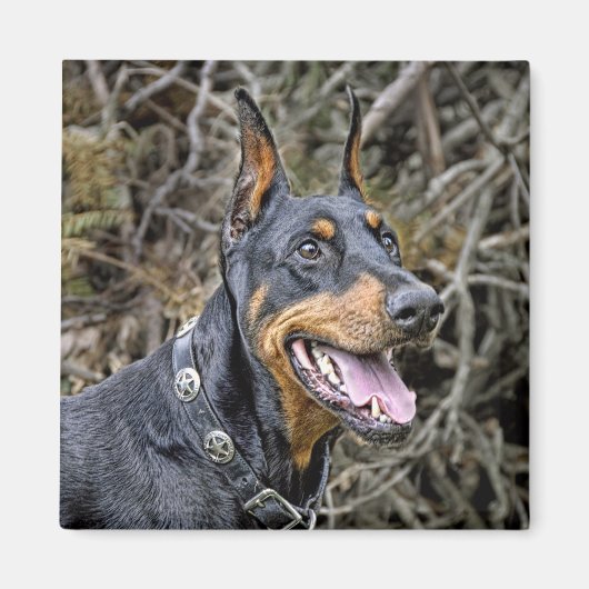 Doberman Smile Magnet (Vorne)