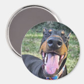 Doberman Smiling Magnet (Vorderseite/Rückseite)