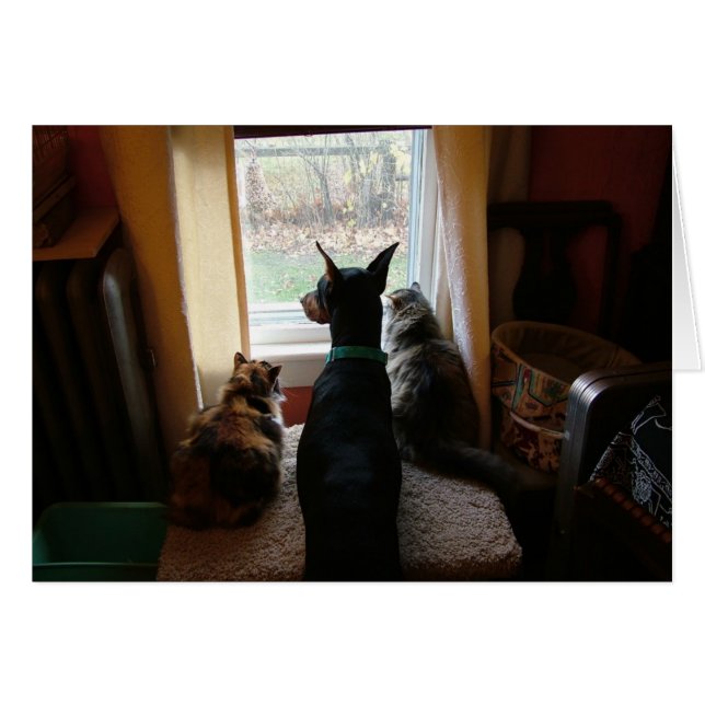 Doberman und Katzen (Vorderseite (Horizontal))