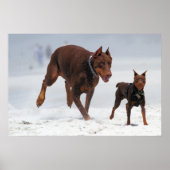 Doberman und Min Button - OK! Ein Mini-Ich! Poster (Vorne)