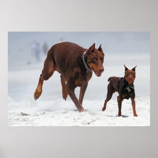 Doberman und Min Button - OK! Ein Mini-Ich! Poster (Vorne)