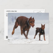 Doberman und Min Button - OK! Ein Mini-Ich! Postkarte (Vorne/Hinten)