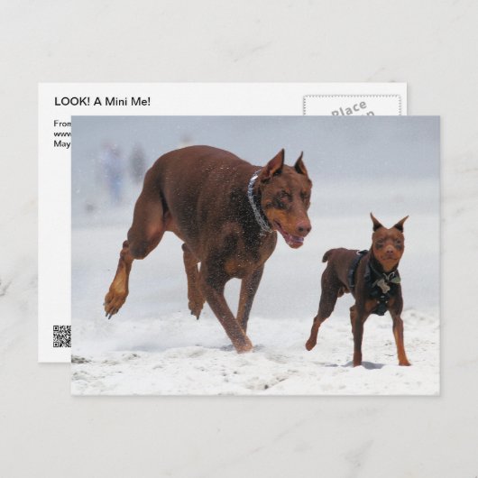 Doberman und Min Button - OK! Ein Mini-Ich! Postkarte (Vorne/Hinten)