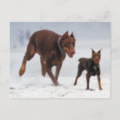 Doberman und Min Button - OK! Ein Mini-Ich! Postkarte (Vorderseite)