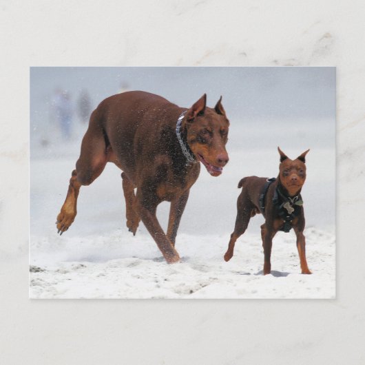 Doberman und Min Button - OK! Ein Mini-Ich! Postkarte (Vorderseite)