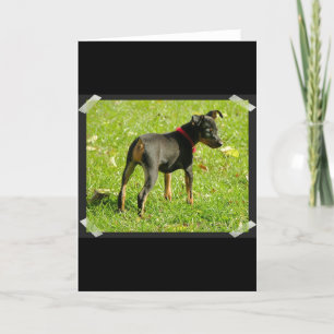 Doberman Welppies Grußkarte Karte
