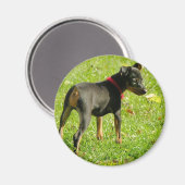 Doberman Welppies Round Magnet (Vorderseite/Rückseite)