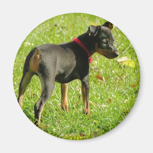 Doberman Welppies Round Magnet (Vorne)