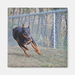 Dobermanmagnet Magnet