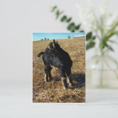 Dobermann A Billy Goat Kid Postkarte (Stehend Vorderseite)