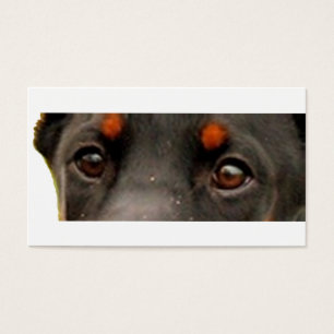 Dobermann Augen