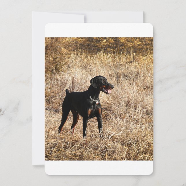 Dobermann_Bruno.png (Vorderseite)