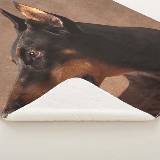 Dobermann - DobermannPinscher Sherpadecke (3/4)