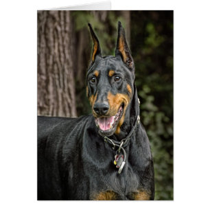 Dobermann im Wald