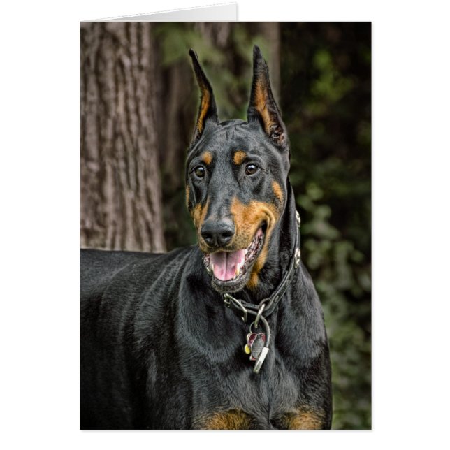 Dobermann im Wald (Vorne)