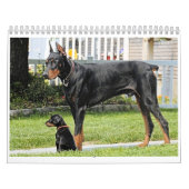 Dobermann-Kalender 2012 Kalender (Titelbild)