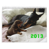 Dobermann-Kalender 2013 Kalender (Titelbild)