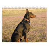 Dobermann-Kalender Kalender (Titelbild)