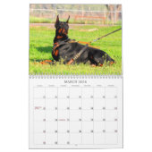 Dobermann-Kalender Kalender (Mär 2026)
