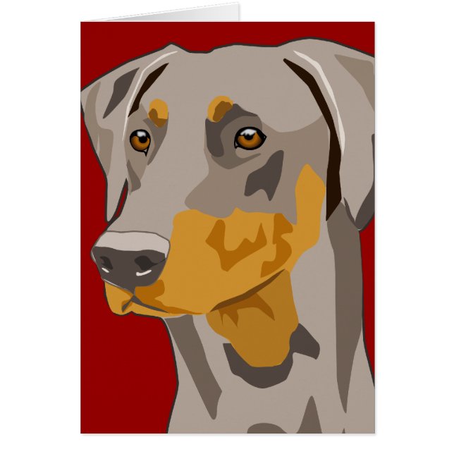 Dobermann-Kopf, Kitz, Uncropped (Vorne)