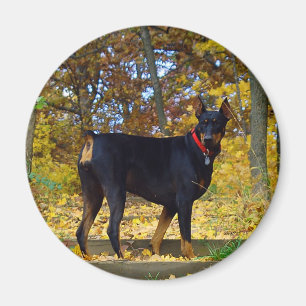 Dobermann Magnet