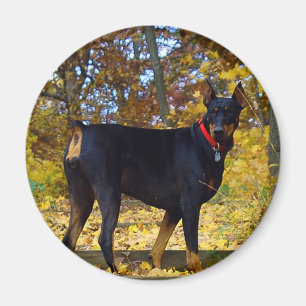 Dobermann Magnet