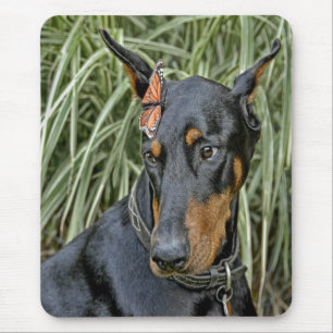 Dobermann mit Schmetterling Mousepad