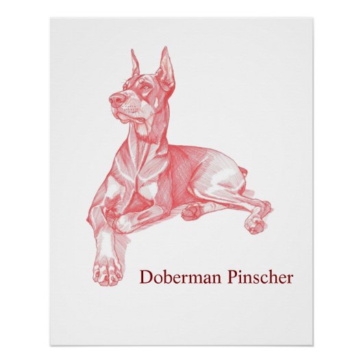 Dobermann Pinscher Bleistiftzeichnung Porträt Post Poster (Vorderseite)