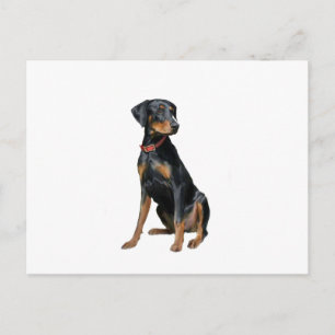 Dobermann Pinscher (natürlich) Postkarte