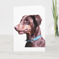 Dobermann Pinscher Rot