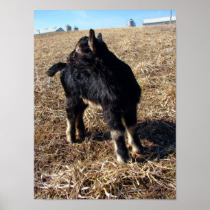 Dobermann Poster