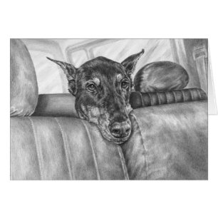 Dobermann-Reiten im Auto, das durch Kelli Schwan