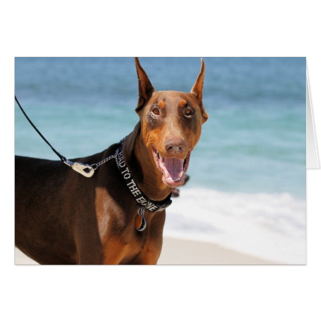 Dobermann - Rot - Schlechtes zum Knochen (Vorderseite (Horizontal))