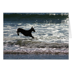 Dobermann - Schwarzes - Ozean-Sprung