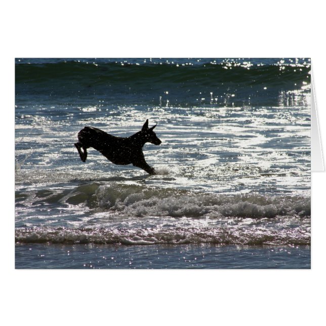 Dobermann - Schwarzes - Ozean-Sprung (Vorderseite (Horizontal))