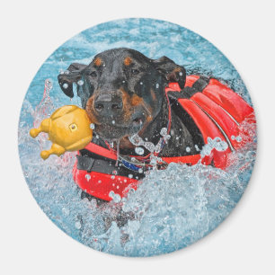 Dobermann-Schwimmen mit Lieblingsspielzeug Magnet