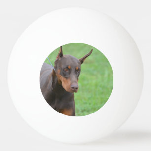 Dobermann Tischtennisball