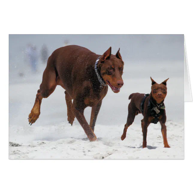 Artery8 Geburtstagskarte Mit Dobermann Und Frühlingsblumen – 280 G/m², Mit Manila-Umschlag