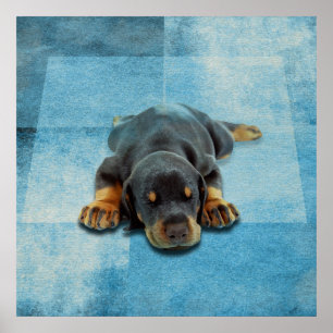 Dobermann Welpe - DobermannPinscher Poster