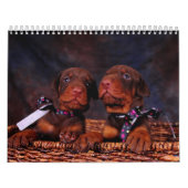 Dobermann-Welpen-Kalender 2012 Kalender (Titelbild)
