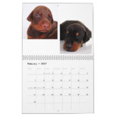 Dobermann-Welpen-Kalender 2012 Kalender (Feb 2027)
