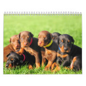 Dobermann-Welpen-Kalender 2013 Kalender (Titelbild)