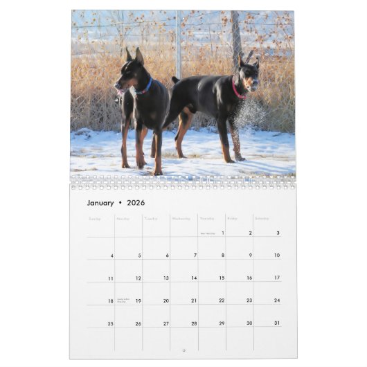 Dobermann-Welpen-Kalender 2013 Kalender (Jan 2026)
