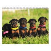 Dobermann-Welpen-Kalender 2013 Kalender (Titelbild)