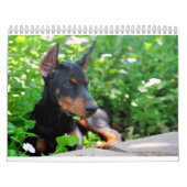 Dobermann-Welpen-Kalender aktualisierte 2012 Kalender (Titelbild)