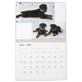 Dobermann-Welpen-Kalender aktualisierte 2012 Kalender (Mär 2027)