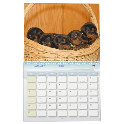 Dobermann-Welpen-Kalender Kalender (Jan 2027)