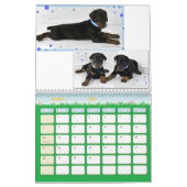 Dobermann-Welpen-Kalender Kalender (Mär 2027)