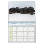 Dobermann-Welpen-Kalender Kalender (Feb 2027)