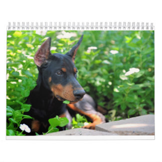 Dobermann-Welpen-Kalender Kalender